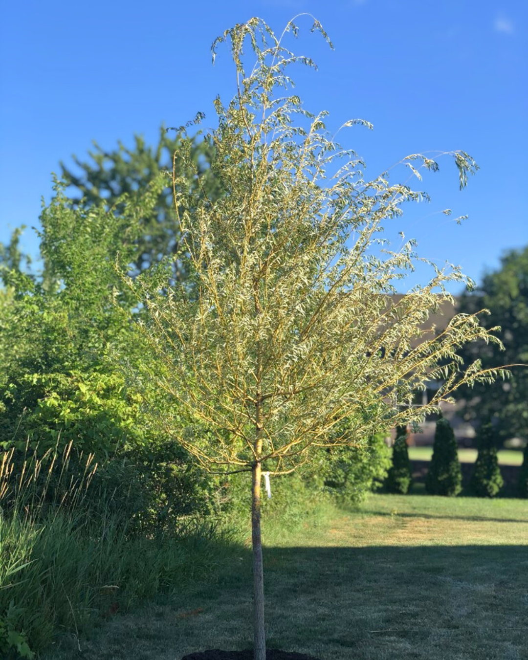 A young Niobe Willow grows in the backyard of a home.